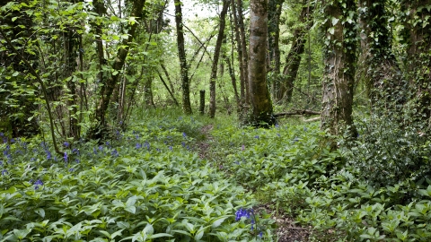 Hibbitt Woods © Terry Fisher