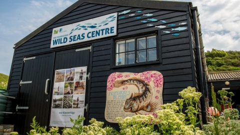 Wild Seas Centre Image by Phil Abraham