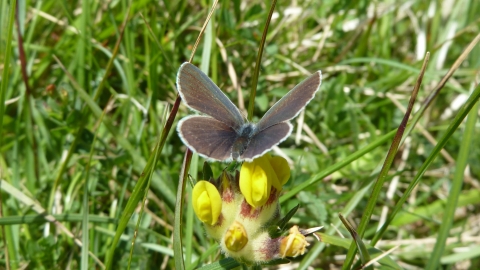 Small blue © James Hitchen