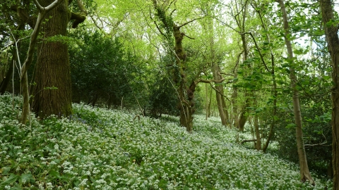 Stonehill Down © James Hitchen