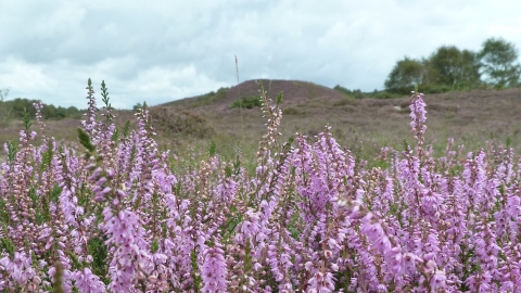 Winfrith and Tadnoll Heath © James Hitchen