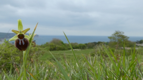 Early spider orchid © James Hitchen