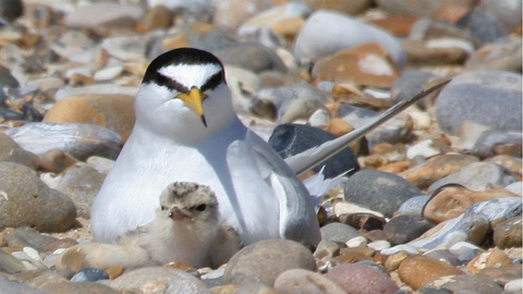 Photo showing little tern with chick on pebble beach