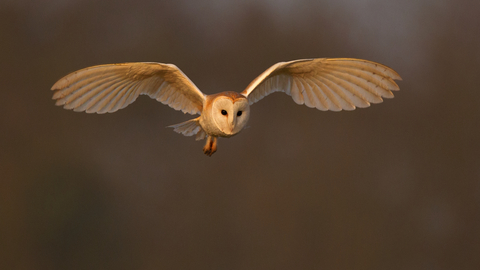 Barn owl in flight 