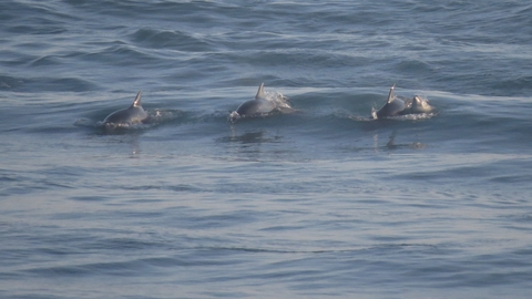 A group of Bottlenose dolphins including calf