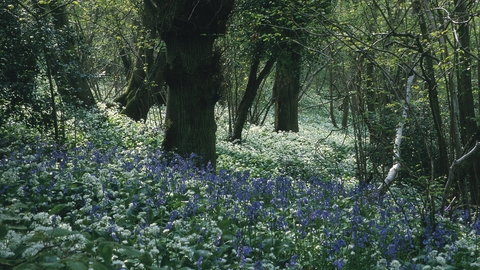 Stonehill Down nature reserve with a carpet of bluebells