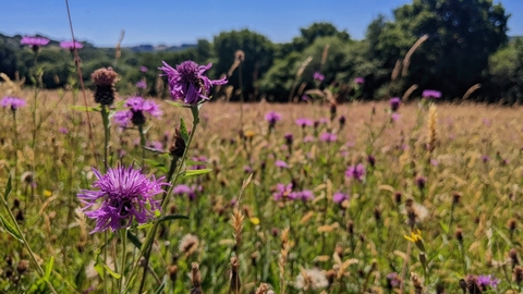 Kingcombe Meadows in the summer.