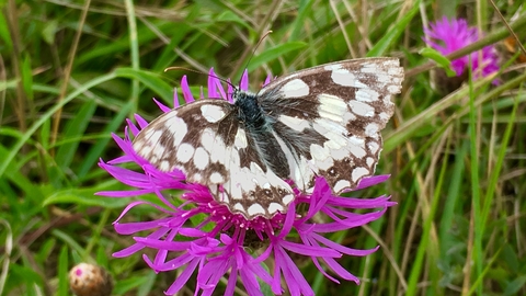 A black and white butterfly on pink flower