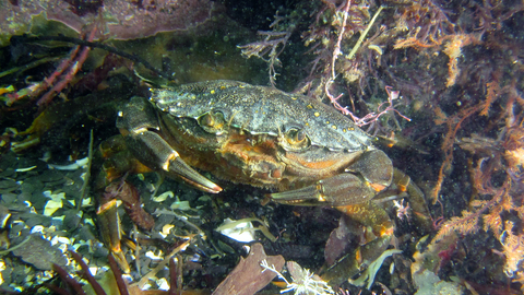 A shore crab in a rockpool
