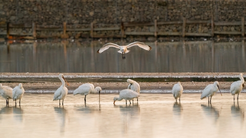 Spoonbills on Brownsea lagoon