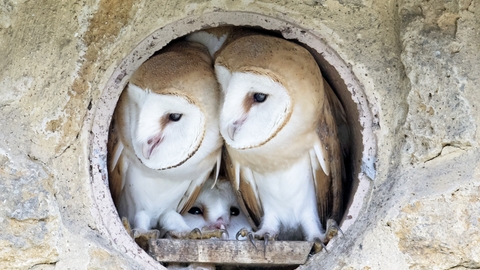 2 barn owlets