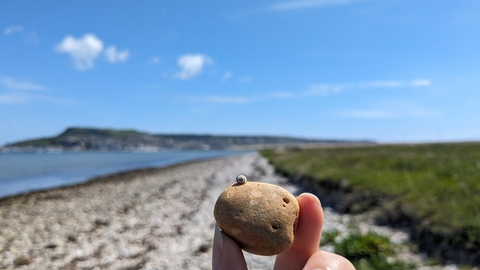 A tiny snail on a pebble which is being held with a view along the shore to Portland