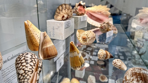 A collection of tropical seashells housed in a glass display cabinet.