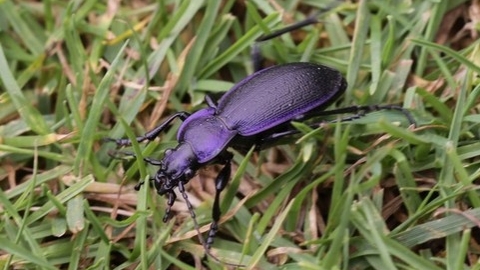 Beetle in grass
