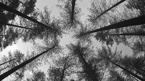Trees seen from below