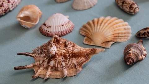 A collection of seashells