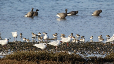 Flock of birds on water