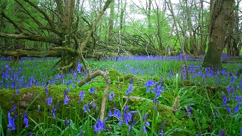 Powerstock common nature reserve 