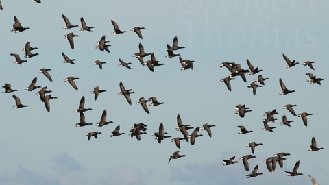 A flock of brent geese in flight