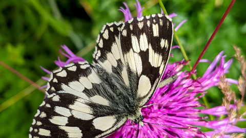 Marbled white butterfly