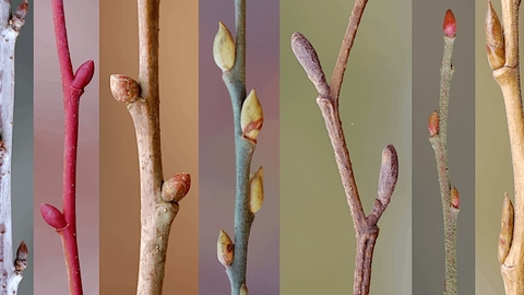 Different colour twigs