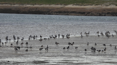 A flock of brent geese at the waters edge