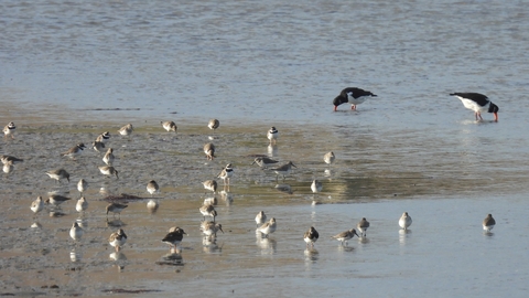 A group of small wading birds at the waters edge with a pair of oystercatchers behind.