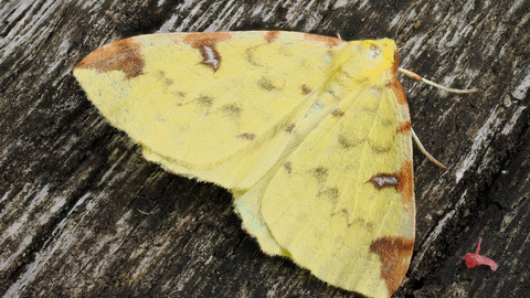 Brimstone moth on bark