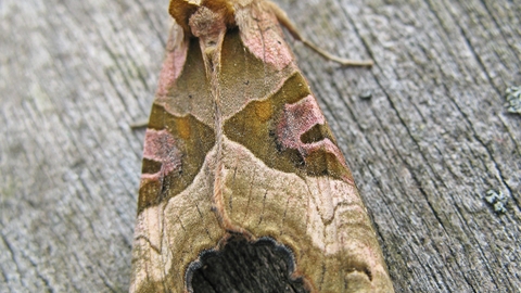 Angle shades moth on wood 