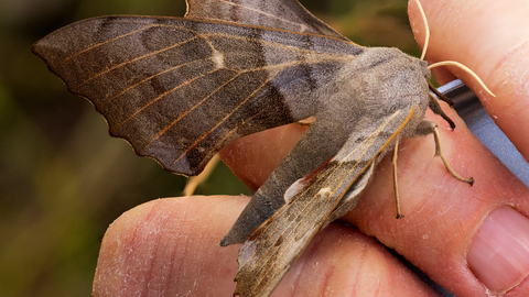 Poplar Hawkmoth on hand