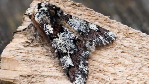 Oak Beauty moth on log