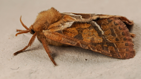 Moth on white surface