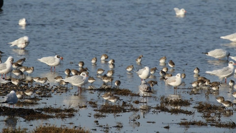 Dunlin black headed gulls in the water at Ferrybridge