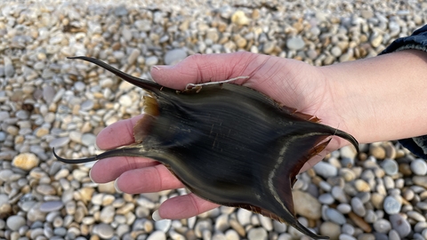 A person holding a skate eggcase, also known as a mermaid's purse, with a pebble beach in the background.