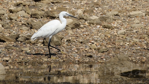 A photo of a Little egret walking along the shoreline of the Fleet Lagoon