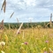 Wildflower meadow Kingcombe