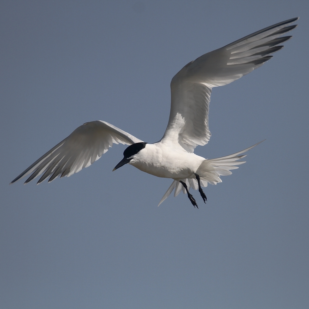 Help create a safe haven for Brownsea's Sandwich terns | Dorset ...