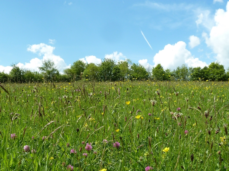 Volunteers' Week: SNCI volunteer Andrew Woodcock | Dorset Wildlife Trust