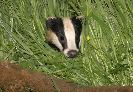 Badger Copyright Wild Stock