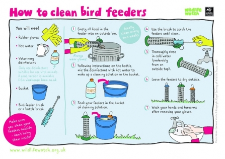 How To Clean Nestboxes And Bird Feeders Dorset Wildlife Trust