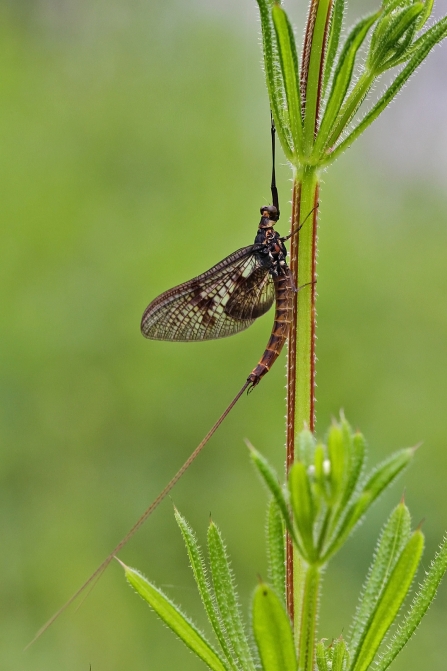 Mayfly © Margaret Holland