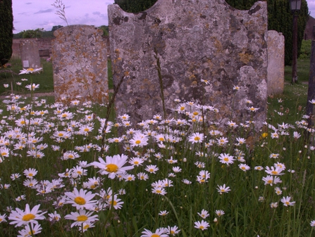 Medium length grass with oxeye daisies