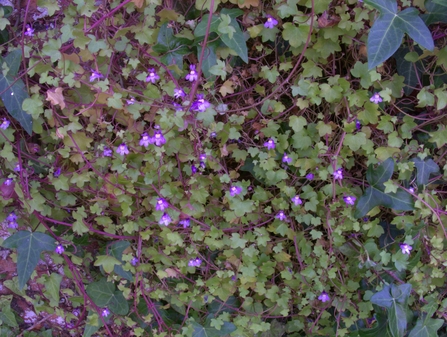 Ivy leaved toadflax