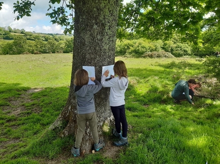 Tremendous trees at Kingcombe