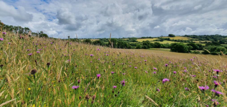 Kingcombe Meadows 