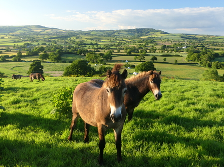 Horses grazing at Coppet Hill