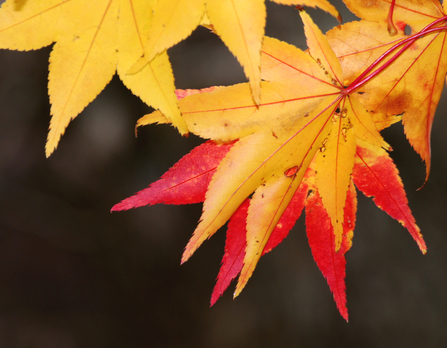 Autumn maple leaves