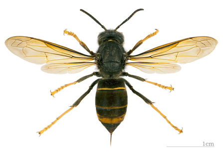 Asian hornet