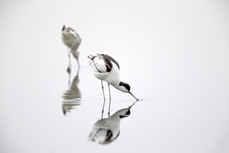 Pair of avocets feeding