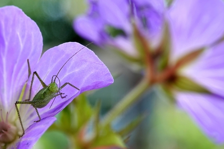 Speckled bush cricket in the garden